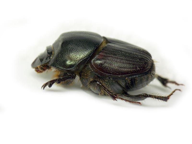 Onthophagus illyricus (Scopoli, 1763)